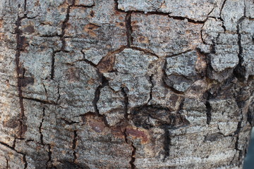 Tree Textures dark old