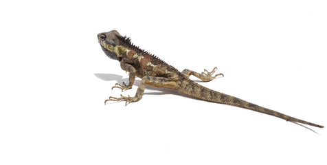 Brown color chameleon on white background.