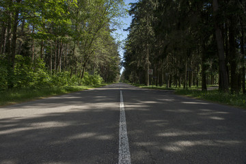 Obraz premium road in the woods