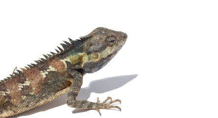 Brown color chameleon on white background.