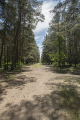Obraz premium path in the forest