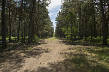 path in the forest