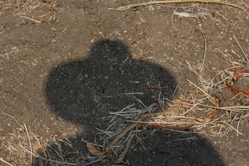 shadow is farmer has hat on floor