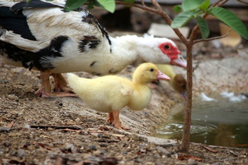 baby duck happy in countryside style