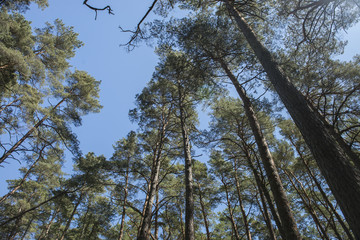 trees in the sky