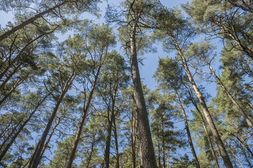 Fototapeta premium trees in the forest