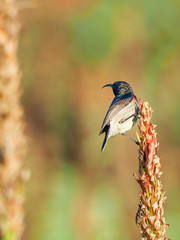 Southern Double-Collared Sunbird (Male)