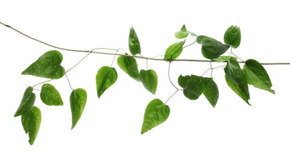 Wild green liana, jungle vine with foliage isolated on white background, clipping path