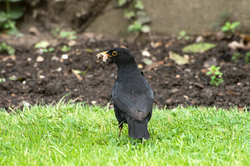 Blackbird with food in an English garden