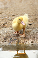 baby duck happy in countryside style
