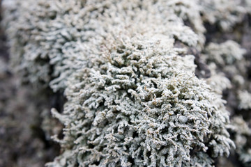 The Stereocaulon vesuvianum on lava, endemic lichen from Vesuvius