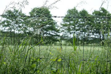 Wire fence and grasses