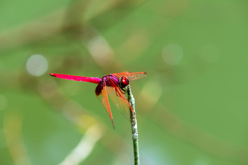 Insect red dragonfly in nature pond