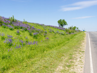 Fototapeta na wymiar Blossoming lilac lupin flowers on sunny meadow on slope along highway 