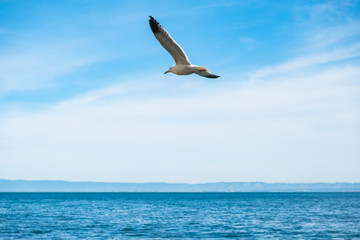 Seagull in flight over ocean
