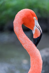 Flamingo portrait of head 
