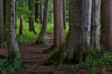 Wald auf der Zollernalb