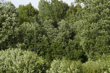 green moss on the tree