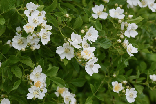 野バラ の画像 9 663 件の Stock 写真 ベクターおよびビデオ Adobe Stock