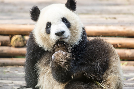 中国のパンダ