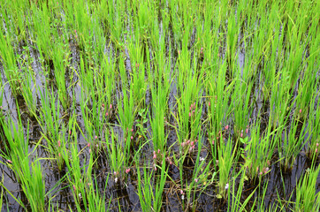 Apple snails invasion on rice plant