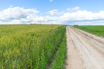 Vanishing dirt road through wheat farm field