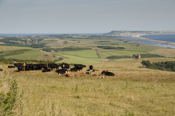 Cows with Portland in the distance