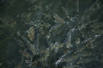 top view of flock of fish swimming in river