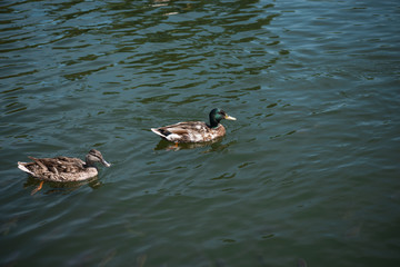 two wild ducks swimming on river