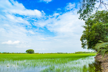 Fototapeta premium Green rice fields And sky