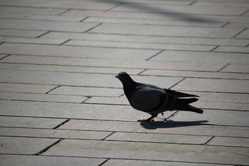 pigeon qui marche sur une place