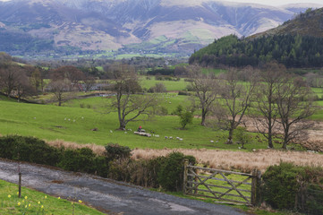 Fototapeta na wymiar Countryside landscape at a sheep farm in Lake District of England, United Kingdom