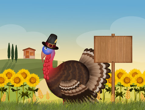 funny turkey in the sunflowers field