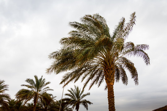Palm trees with green grass and cloudy sky
