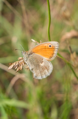 Maniola jurtina