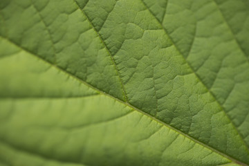 green leaf macro