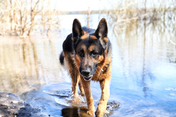 Dog German Shepherd in a water outdoors