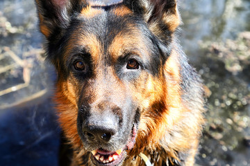 Dog German Shepherd in a water outdoors