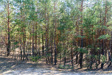 Tall pine trees in a forest on spring