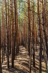 Fototapeta premium Rows of the tall pine trees in a forest on spring