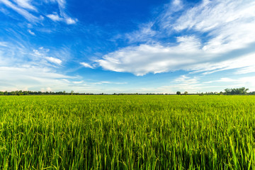 Beautiful green cornfield with fluffy clouds sky background.