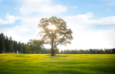 Fototapeta na wymiar Sonnenstrahlen im Baum, Erzgebirge