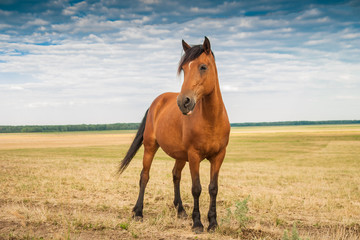 Young stallion in the field
