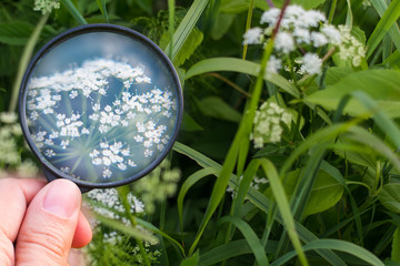 hand with a magnifying glass on the background of nature