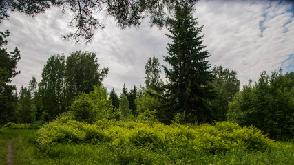 Fototapeta premium part of the summer landscape