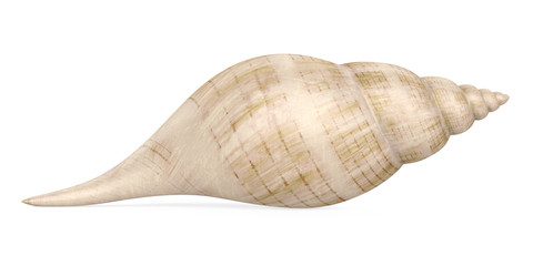 Seashell Isolated