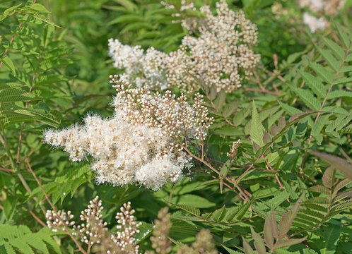 Bl&uuml;hende Astilbe, Prachtspiere