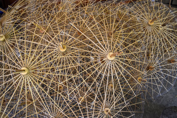 The Local Umbella made by woo and mulberry paper from Chiang Mai Thailand