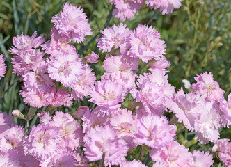 Chinesische Nelke, Dianthus chinensis