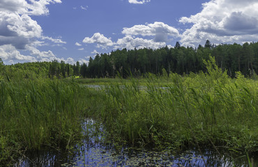 Rustic summer landscape. Lake in the forest